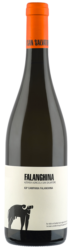 Falanghina Campania IGP belo vino OKUSI ITALIJE