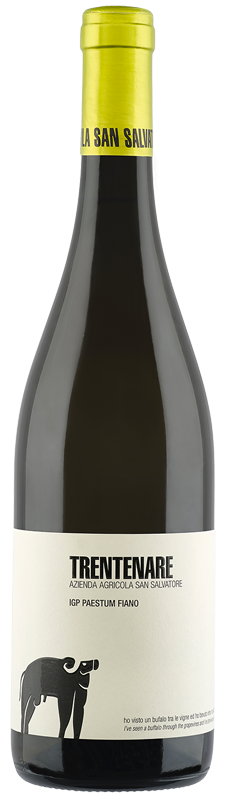 Trentenare Fiano Paestum IGP belo vino OKUSI ITALIJE