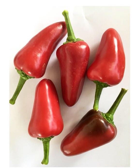 Čiliji sorte Naso di Cane iz Kalabrije