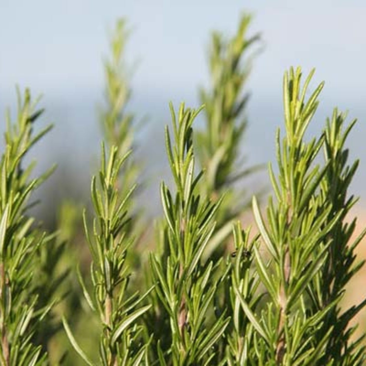 BIO ROŽMARIN IZ SICILIJE I Začimbe I www.okusiitalije.si